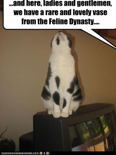 Feline Dynasty
